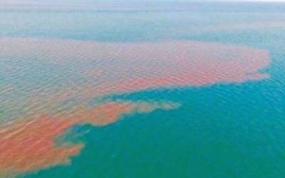 Una mancha de 80 kilómetros de desechos fecales recorre el mar, frente a Los Cabos. #México