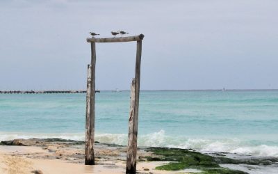 Despojos de terrenos en #PlayadelCarmen, Quintana Roo