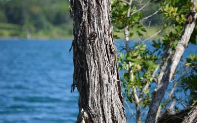Bacalar y Bahía de Chetumal, con E. coli | La Jornada Maya