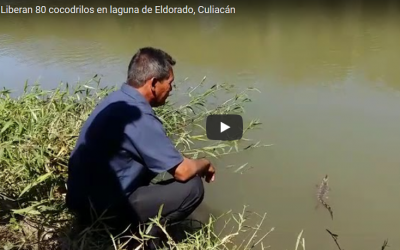 Liberan 80 cocodrilos en laguna de Eldorado, Culiacán. México