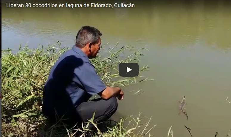 Liberan 80 cocodrilos en laguna de Eldorado, Culiacán. México
