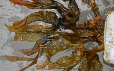 Marea de sargazo en el Caribe Mexicano: realidades, mitos y oportunidades