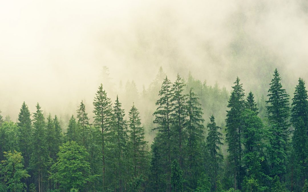 Proyecto de Captura de Carbono Forestal en el Ejido San Nicolás Totolapan
