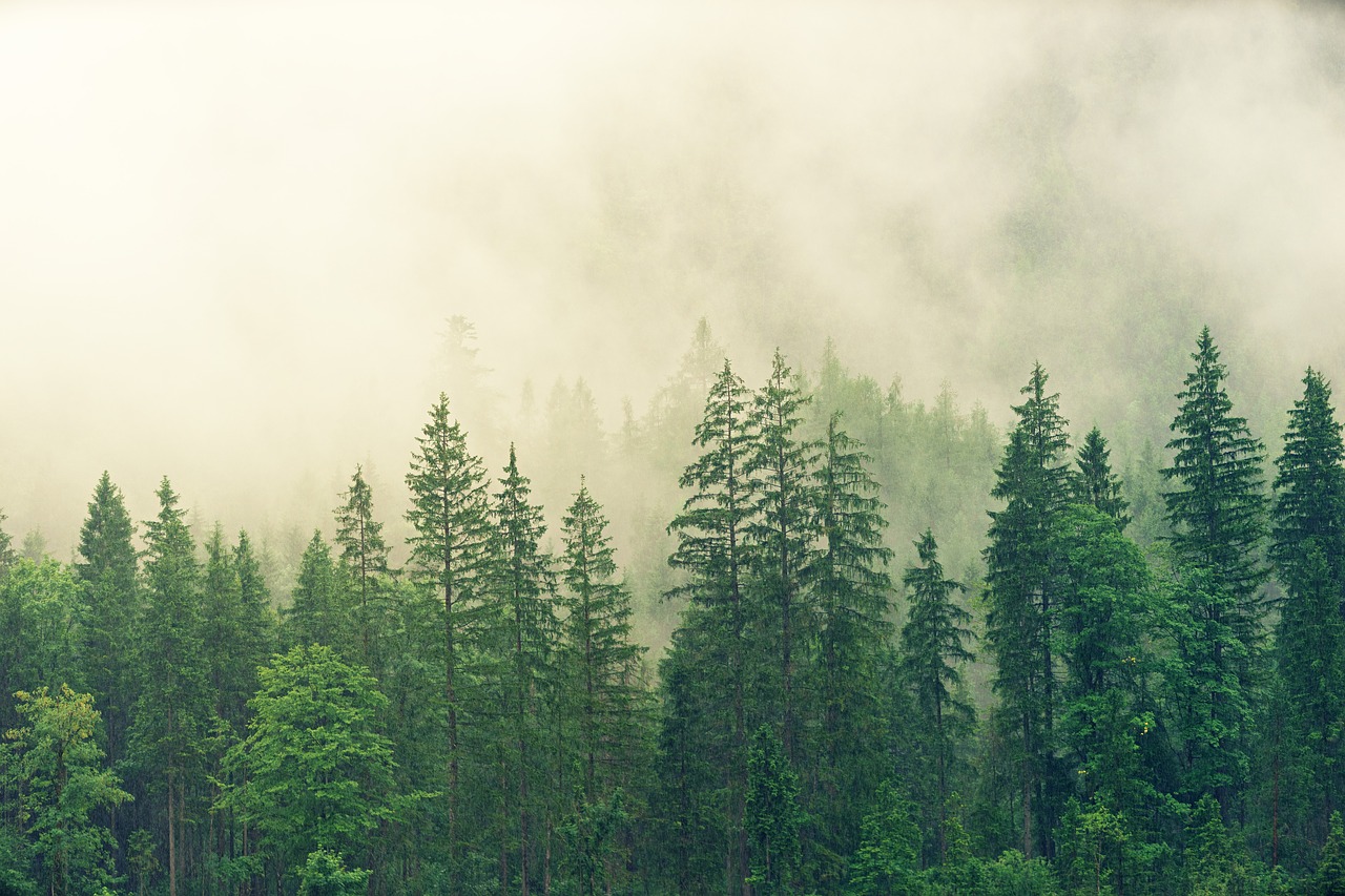 Proyecto de Captura de Carbono Forestal en el Ejido San Nicolás Totolapan