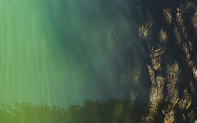 Estudiantes de QRoo convierten sargazo en biodiesel